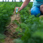 Agropecuária Grama Roxa Ltda